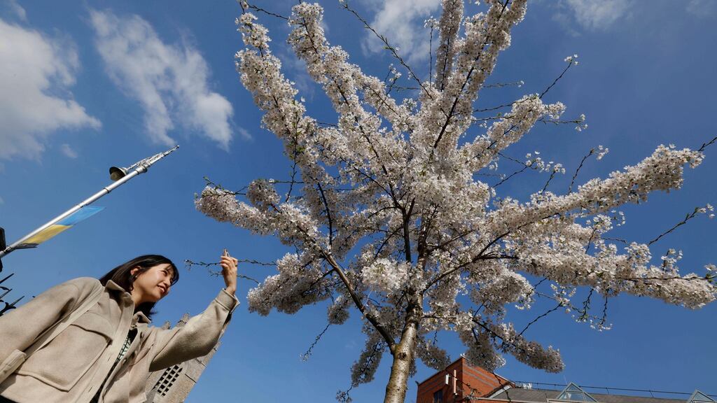 Soko Noritake from Japan photographs an apple blossom tree in Christchurch, Dublin. The recent spell of fine weather is forecast to continue into the weekend. Photograph: Alan Betson