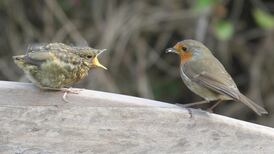 Urban birds have less reason to be chirpy than their country cousins