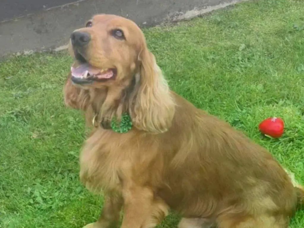 Bailey, a cocker spaniel support dog, has been at the centre of an increasingly bizarre political row over the past month. Photograph: Causeway Coast Dog Rescue