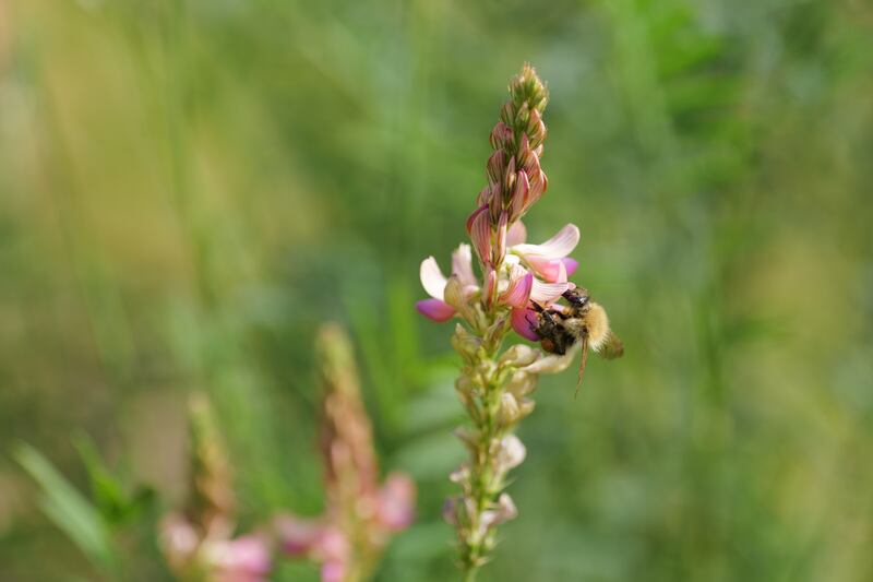 The Quickening by Deirdre O'Mahony. Photograph: Louis Haugh