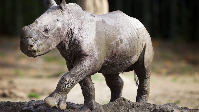 A 60kg baby rhino that was born at Dublin zoo on Thursday. Photograph: Dublin Zoo