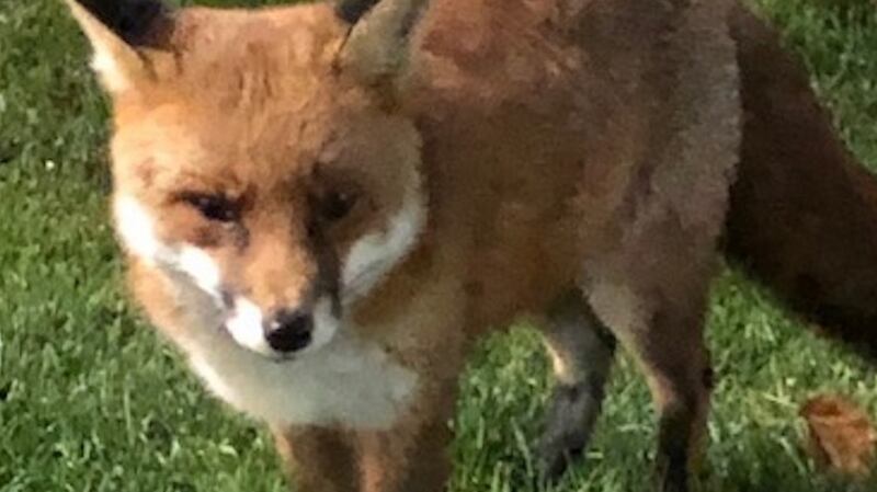 This fox has become a regular visitor to the town square in Durrow, Co Laois