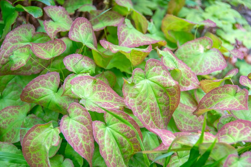 Epimedium × versicolor 'Sulphureum' (Barrenwort). Photograph: Getty