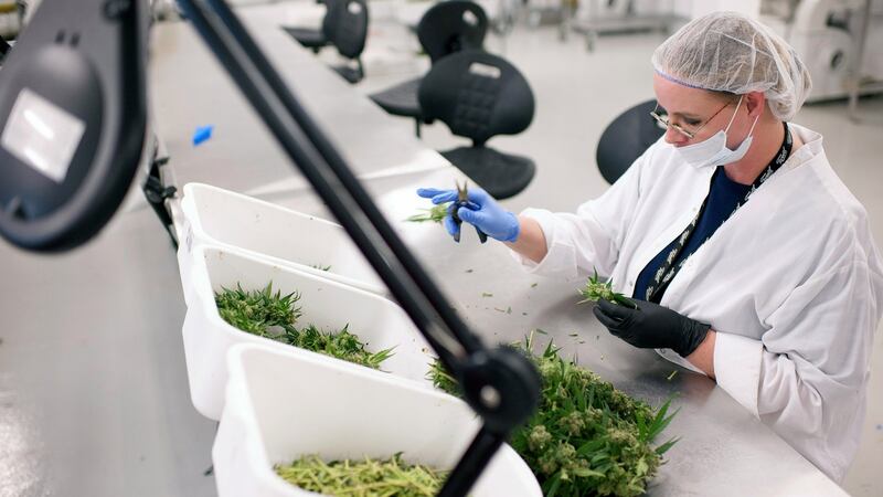 An employee manually trims medical cannabis plants in Ontario, Canada. File photograph: James MacDonald/Bloomberg via Getty Images