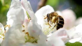Garden centre plants found to contain controversial pesticides