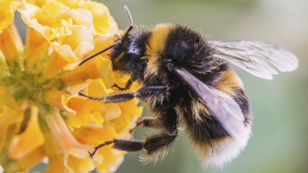 Are bees in some way unequal to cows?