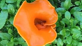 Is this fungus too poisonous to even touch? Readers’ nature queries