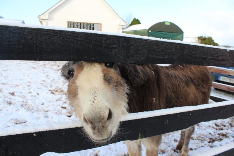 Adopt a donkey from the Sanctuary in Liscarroll, Co Cork