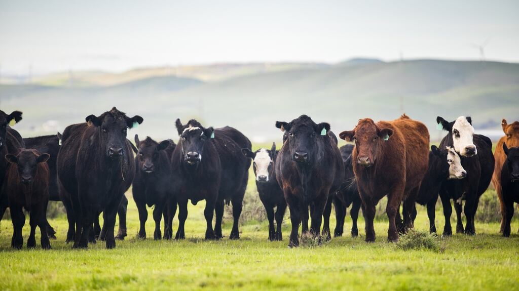 ‘I am also conscious that many people are concerned about the potential environmental effect of increased production of beef in Mercosur.’ File photograph: Getty
