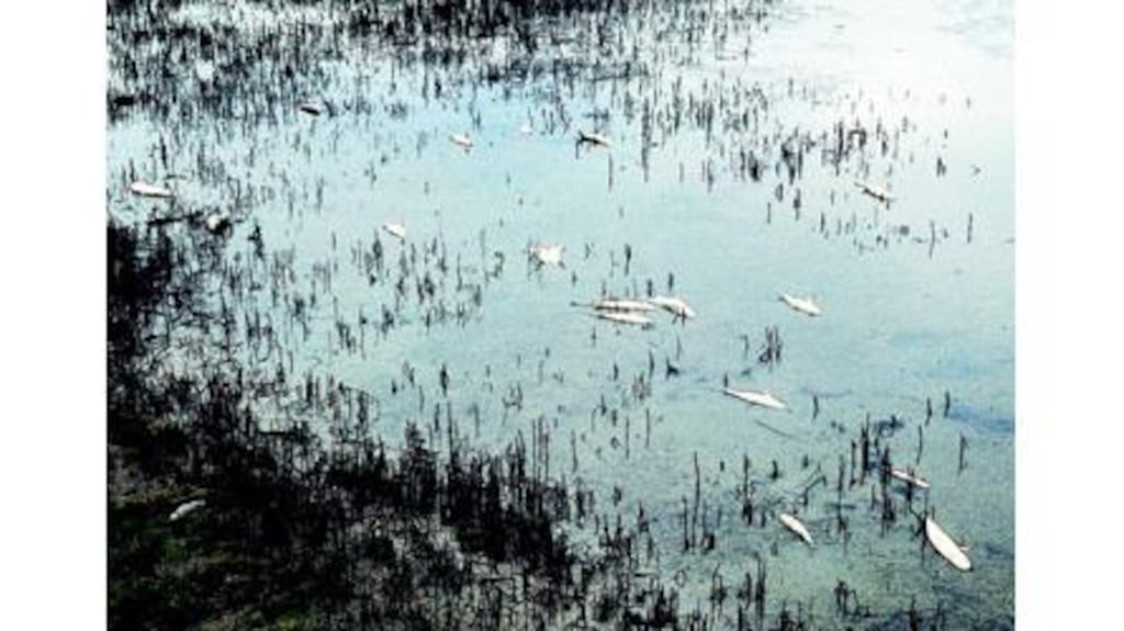 A file image of a fish kill. Inland Fisheries Ireland is investigating a kill upstream of Old Bawn bridge on the Dodder river in Tallaght, Dublin.