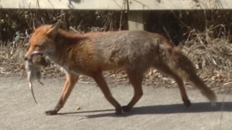 Eyes on nature: the rat-carrying fox that Philip Travers saw in Rochestown, Co Cork