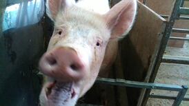 Bacon news: Pigs may not be able to fly but they can smile, say scientists
