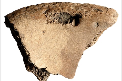 Remains of Roman gladiator attacked by a lion in combat shows ‘brutality of spectacle’, Irish scientists find