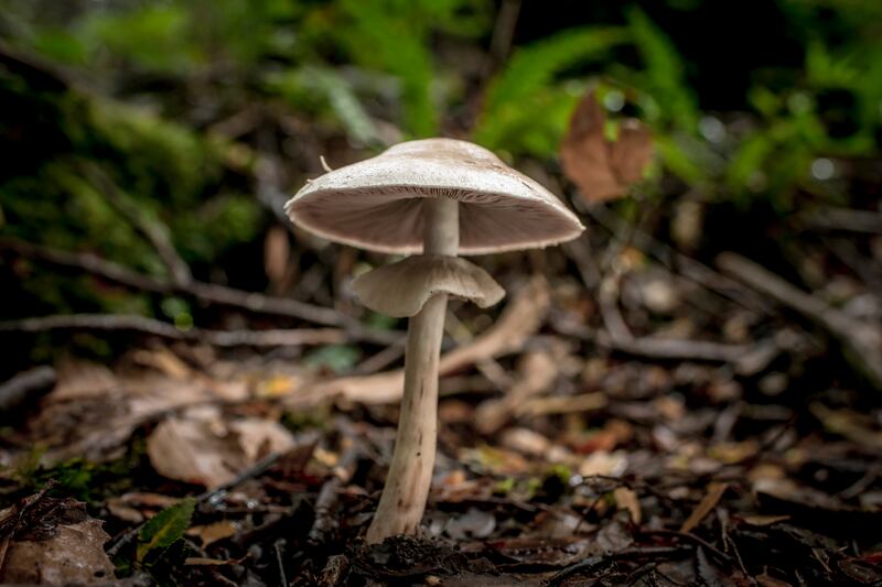 Mushrooms are the above-ground avatars of the fungi kingdom, but they represent a fraction of the fungal web underground. Photograph: Tomas Munita