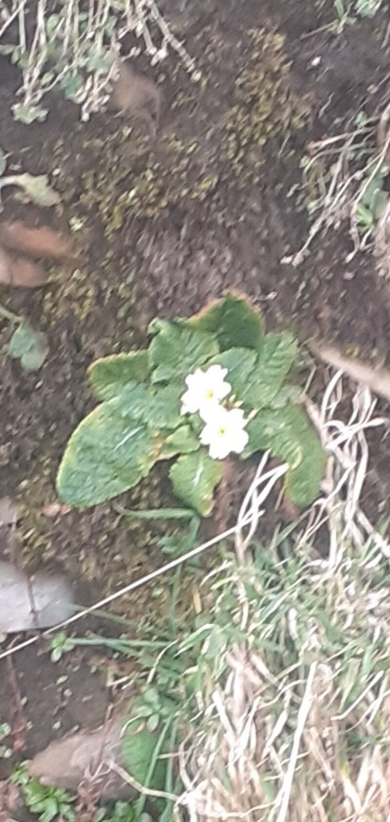 Primrose. Photograph supplied by Suzanne Crosbie