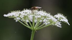 The Irish Times view on the destruction of ecosystems: Failing to get the message