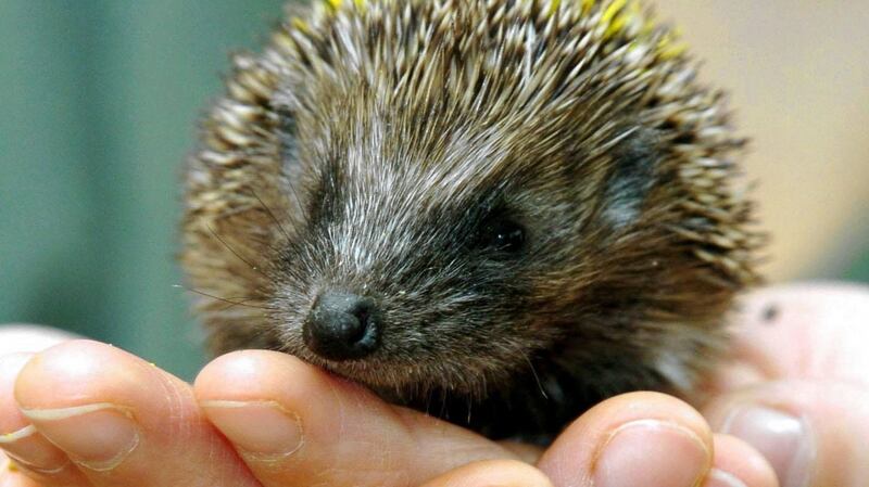 Hedgehogs have young 'that can’t survive the winter, so nature is kind of fooled into thinking, oh here we go, lovely, we’ve got enough food here, let’s keep breeding'. Stock photograph: Chris Radburn/PA