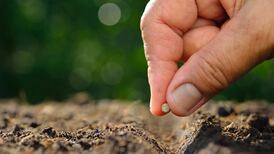 Thinking Anew – God’s power hidden in small beginnings