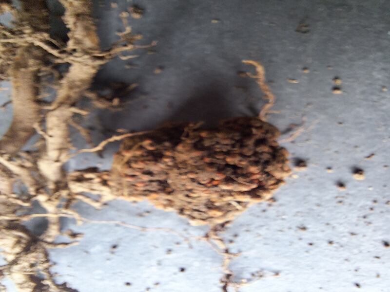 Root nodules on alder are formed as a result of a symbiotic infection by nitrogen-fixing bacteria belonging to the genus Frankia. Photograph: Pauline O'Reilly