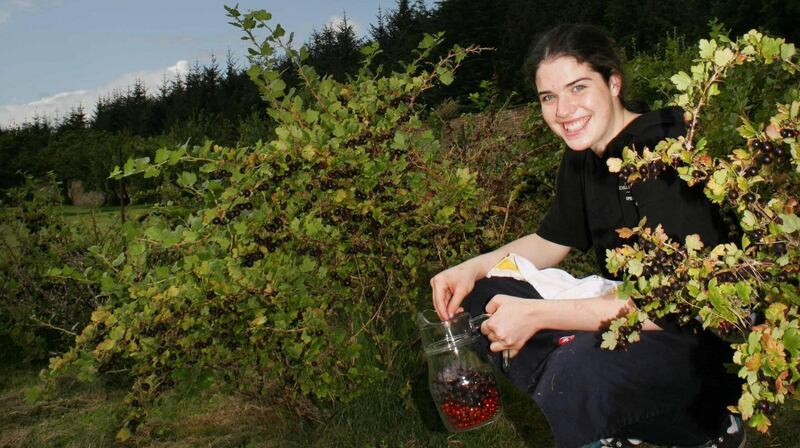 Jane collects red and black currants for her pies which are sold in the coffee shop. Photo Brian Farrell