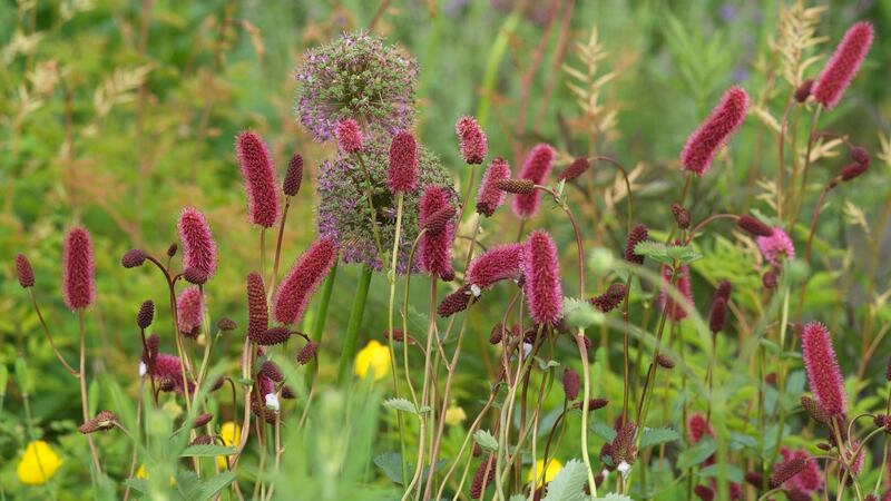 Sanguisorba belong to the so-called new wave of modern herbaceous perennials. Photograph: Richard Johnston