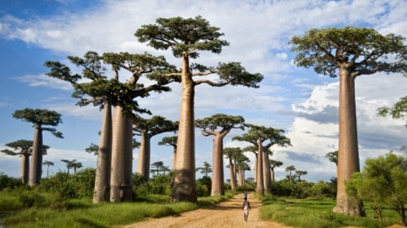 Baobab trees (Adansonia digitata) along a dirt road, Avenue of the Baobabs, Morondava, Madagascar