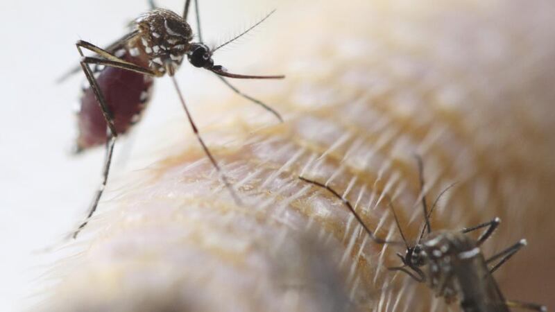 Aedes aegypti: a vector for dengue fever and yellow fever