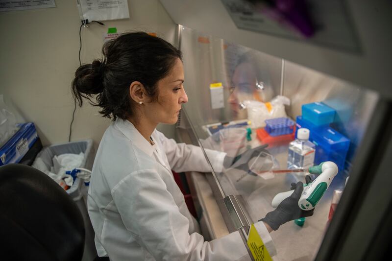 A microbiologist prepares samples of Covid-19 for testing in a New York lab. Scientists are identifying drugs that may be effective treatments for people infected with coronavirus. Photograph: Victor J. Blue/New York Times