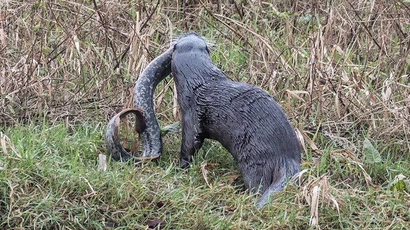 Michael Allen took this photo of an otter eating a lamprey on the Suir near Clonmel. Photograph first appeared on the Facebook site of Clonmel Memories.