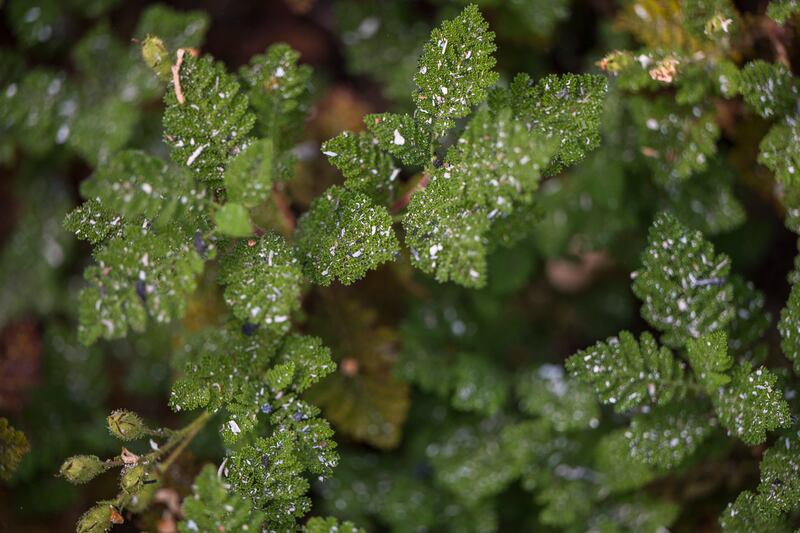 Ash on leaves from the Washburn Fire in Yosemite National Park in California this July. Photograph: Nic Coury/The New York Times