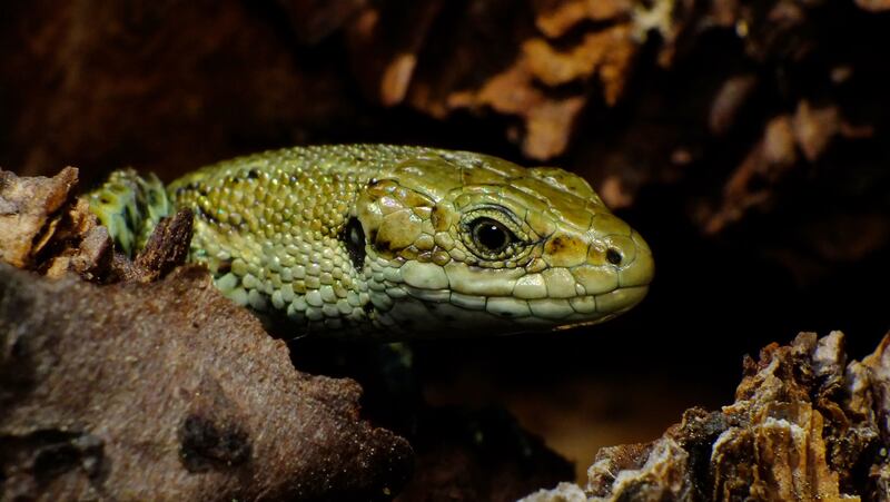 'The Common Lizard', taken in The Raven Forest in Curracloe, Co Wexford, was highly commended. Photograph: Pat Somers