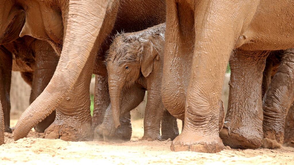 Africa’s elephant population fell about 20 per cent between 2006 and 2015 because of a surge in ivory poaching, according to a new report. File photograph: Peter Byrne/PA Wire