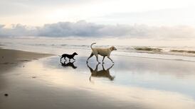 Climate change fuelling extended tick parasite season and higher incidence of Lyme disease