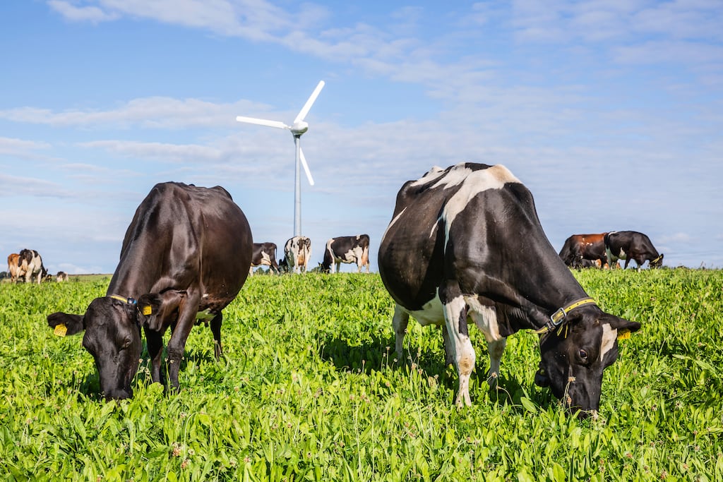 Cattle grazing on Shinagh dairy farm near Bandon, Co Cork, where the Carbery Group is making progress in establishing a climate-neutral farm – the carbon footprint of the farm has been reduced by 27 per cent since 2018
