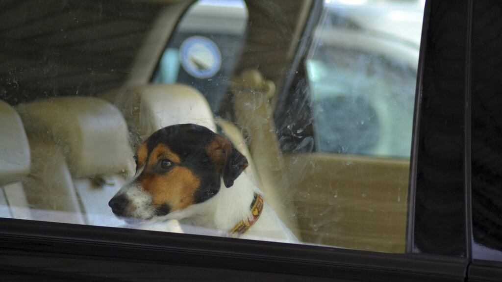 A file photograph of a dog in a car. Photograph: Getty Images