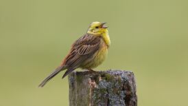 Legislative changes have ‘weakened protections’ for breeding birds, TDs told
