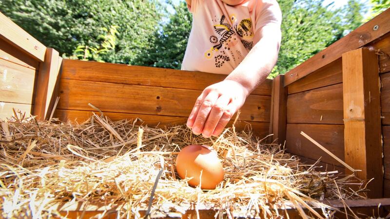 Look carefully for eggs, as some hens like to keep them well hidden