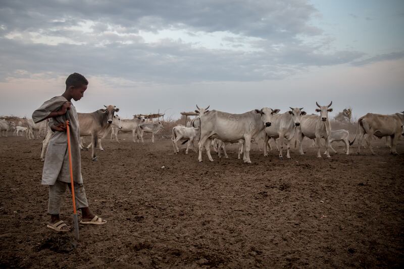 A boy herds cattle in South Sudan. In the landlocked East African country, cows are a source of livelihood, but also of conflict. Photograph: Sally Hayden