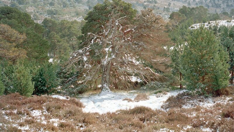 A view of the Glenfeshie Valley in the Scottish Highlands. The area’s damaged peatlands emit carbon dioxide. Photograph: Catherine Hyland/The New York Times