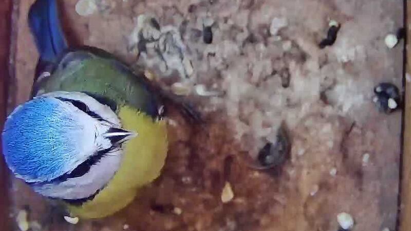 Blue tit spotted by Frank Curran, Leixlip, Co Kildare.