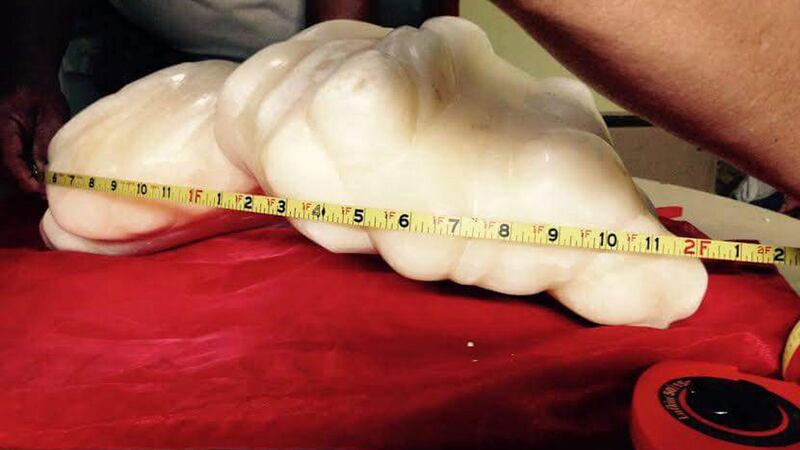 An undated handout photo provided by the Puerto Princesa Tourism Office and released on 23rd August, 2016 shows a pearl that weighs 34kg and is awaiting to be certified as the biggest in the world, in Puerto Princesa, Palawan island, Philippines. According to Puerto Princesa City tourism officer Aileen Amurao, the gigantic pearl was turned over by a relative of a local fisherman, who has been keeping the gem for the past years. The local fisherman and his family said that they kept the pearl a secret for almost ten years before they finally decided to turn it over to the the local government, Amurao added. Photograph: EPA