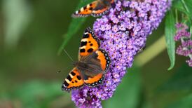 Gardening: Is it too cold to move my butterfly bush?