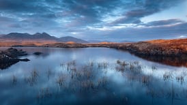Restoring bogs is more complex than just removing trees