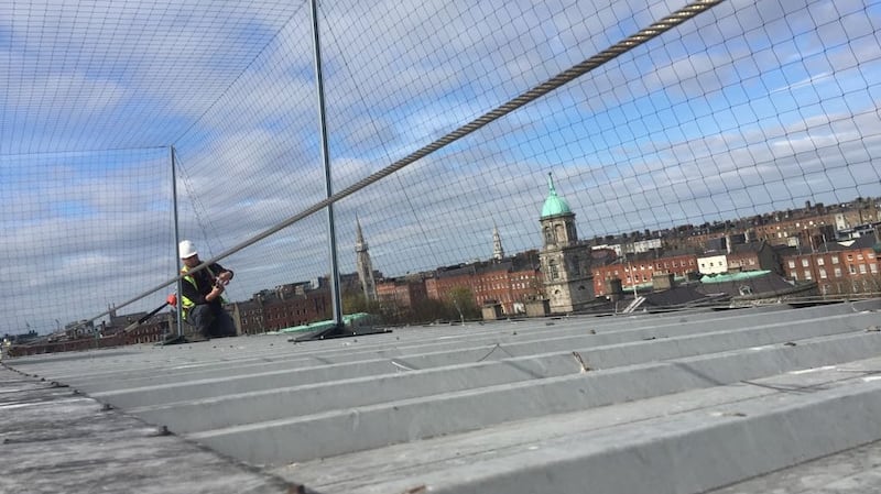 Gull proofing in Dublin. Photograph: Wildlife Management Services