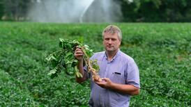Potatoes stop growing in parched earth of north County Dublin