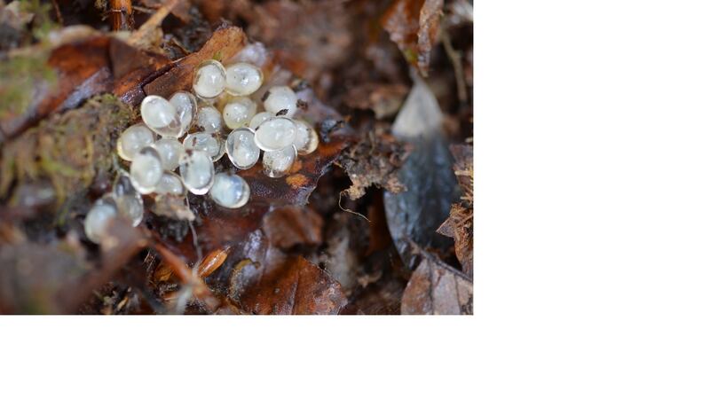Slug or snail eggs