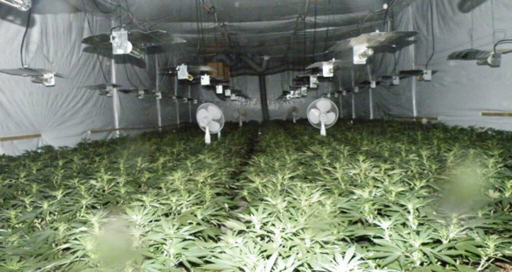 About 1,800 plants were discovered and two Vietnamese men arrested at a unit at Clash Industrial Estate in Tralee, Co Kerry, early today. Photograph: Garda handout