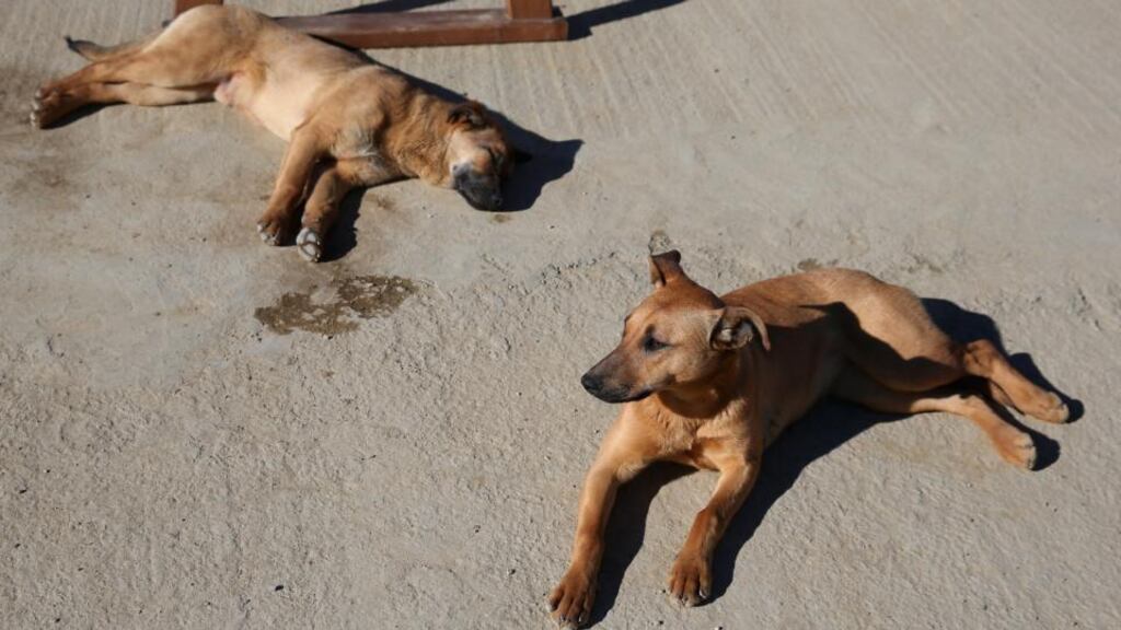 Stray dogs are take a rest by a Gorky Gorod 960 hotel prior to the Sochi 2014 Winter Olympics at the Mountain Cluster in Sochi, Russia. Photo: Julian Finney/Getty Images