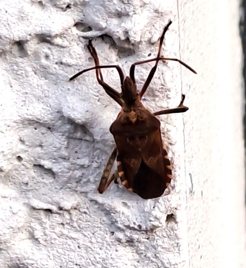 Conifer seed bug