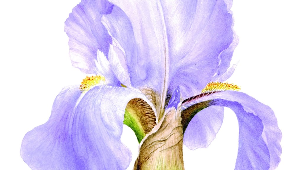 Preliminary watercolour study of Iris ‘Killiney’ by botanical artist Jane Stark. (Drawing courtesy of ISBA)